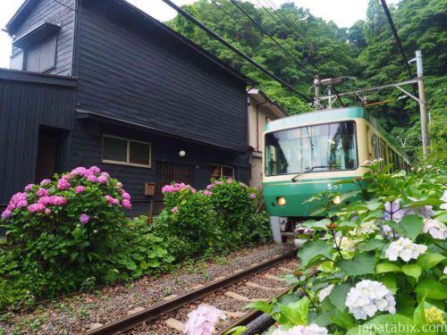 【鎌倉 御霊神社の紫陽花 2019】江ノ電と紫陽花!見頃時期と混雑状況をご紹介!