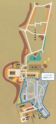 北鎌倉・明月院のアジサイ(2019年)◆境内花巡り(1)◆明月院ブルー