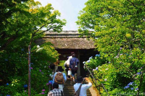 【鎌倉 東慶寺の紫陽花 2019】紫陽花の見頃と混雑状況や見どころをご紹介!