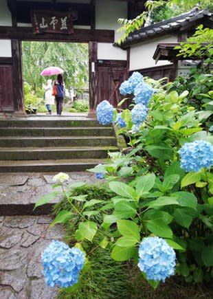 故人を思うアジサイ寺