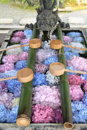 紫陽花の寺