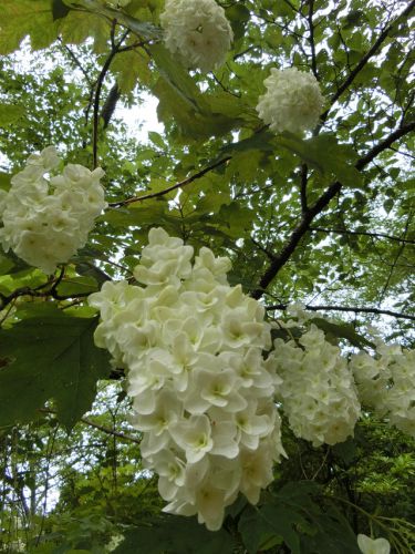 2019/6/23(日)東勝寺宗吾霊堂に咲く紫陽花 千葉県