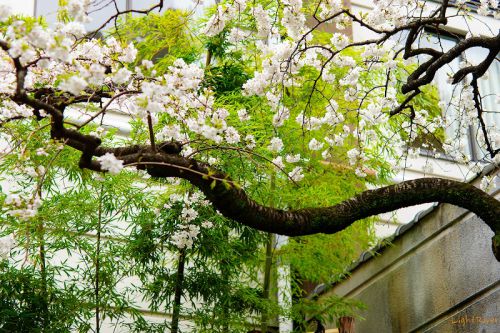 桜2019 vol.10 伊勢山皇大神宮