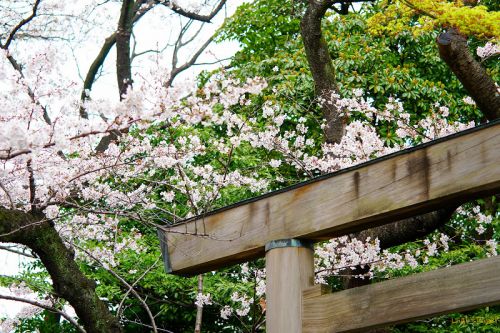 桜2019 vol.11 伊勢山皇大神宮