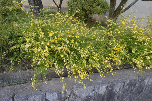 花右034 梅宮大社の石垣の花 3月