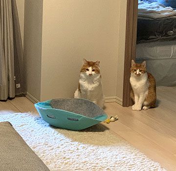 退院後、初のおでかけ。猫友宅へ!