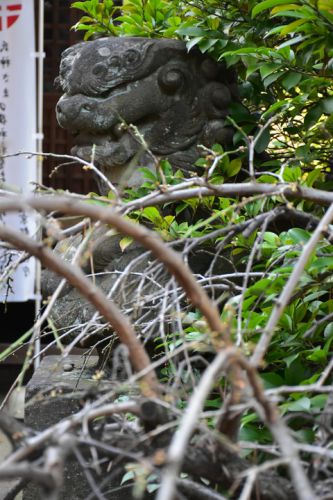 経堂天祖神社の狛犬達