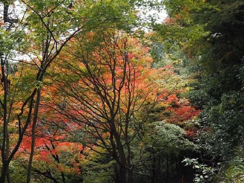 西国二十番「善峯寺」の御朱印（京都市西京区）