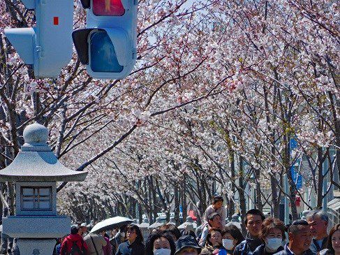 鶴岡八幡宮・四月の祭礼と行事~桜咲く卯月~