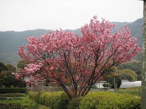 ハート桜の御朱印が人気 春日神社の阿吽の鹿さん(山口県防府市)