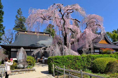 慈雲寺の桜