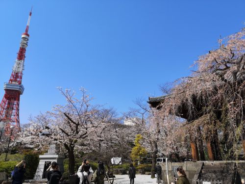 桜満開の東京! 3月24日の桜 芝・増上寺にて