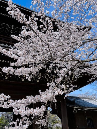 知恩院の桜