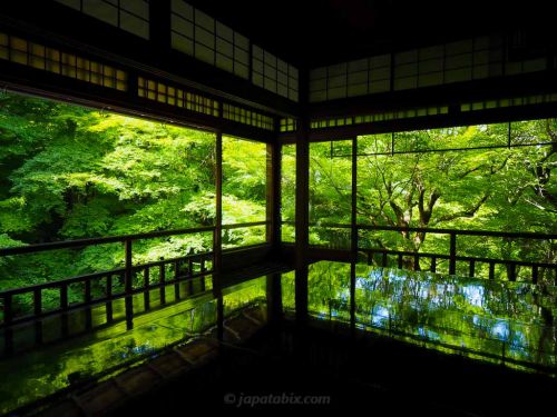 【京都 瑠璃光院 春の特別拝観 2021】青もみじと苔が美しい春の瑠璃光院!混雑状況や拝観料、アクセス方法も!