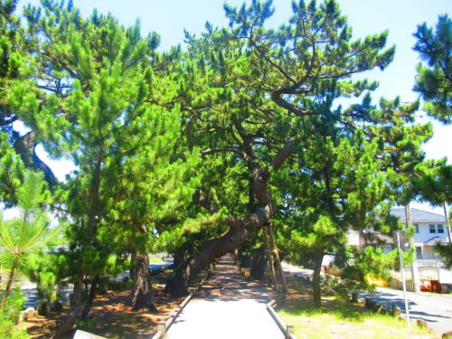 【静岡】天女が舞い降りた羽衣伝説ゆかりの社「御穂神社」の御朱印