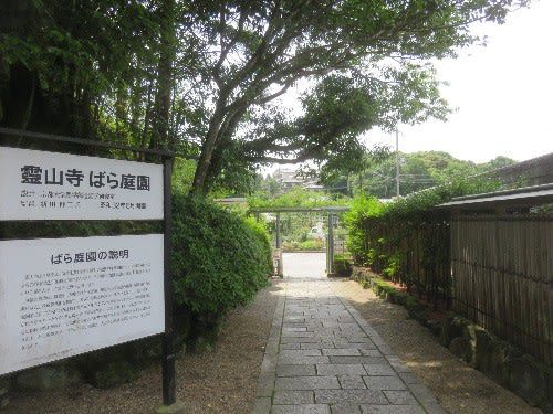 霊山寺 バラ園(2021年6月20日見学)