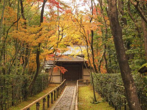 【京都 大徳寺 高桐院の紅葉2021年版】紅葉の見頃や見どころを解説!