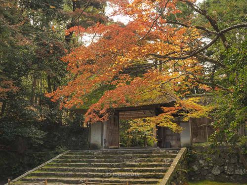 【京都 法然院の紅葉2021年版】紅葉の見頃や見どころを解説!