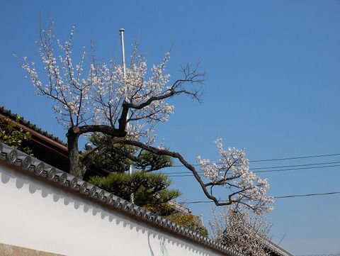 龍興寺(りょうこうじ)『広島県福山市』