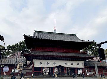 最終日は増上寺の桜です