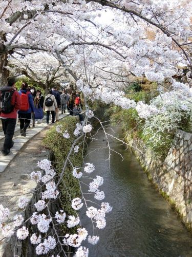 哲学の道の椿寺 霊鑑寺 春の特別公開