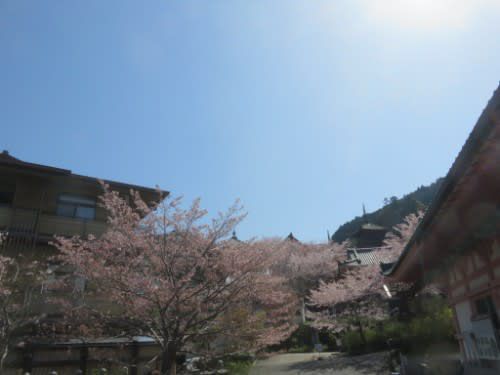 壺阪寺<南法華寺>其の一(2022年4月9日参拝)
