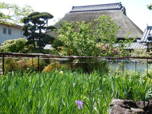金剛寺 牡丹園 (奈良県五條市野原西) <金剛寺 其の参>